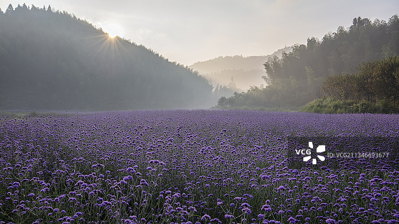 永安天斗山马鞭草盛开图片素材