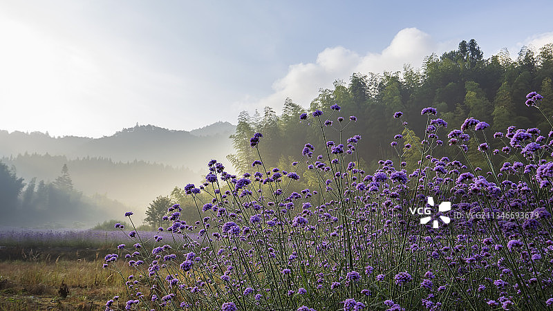 永安天斗山马鞭草盛开图片素材