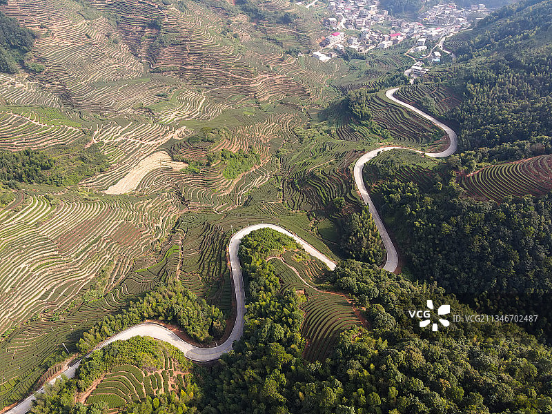 茶乡致富路图片素材
