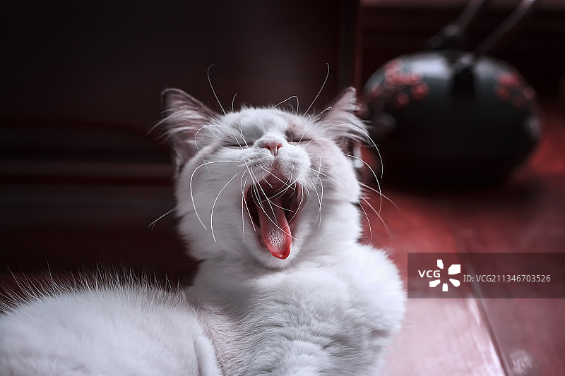 猫咪打哈欠图片素材