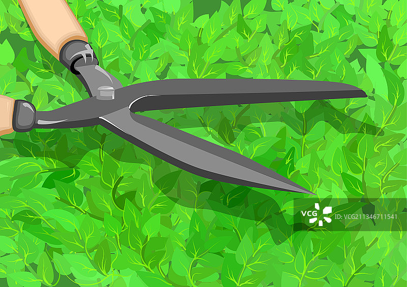 修剪树篱图片素材