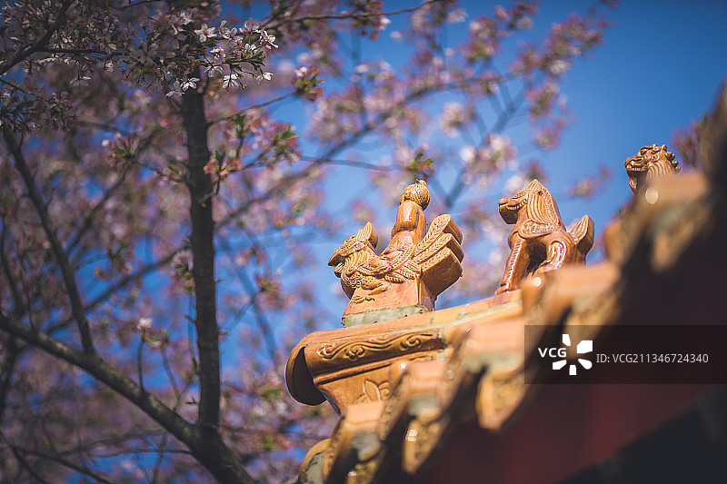 琉璃装饰+江苏省徐州市泉山区彭祖园樱花林图片素材