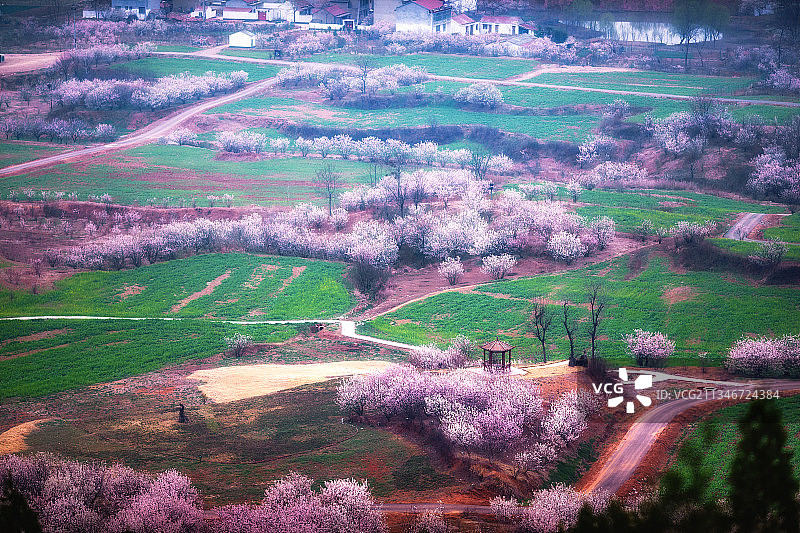 圣人窝的樱桃花+江苏省徐州市铜山区徐庄镇圣人窝图片素材