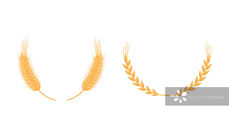 月桂树小麦或大麦穗图片素材