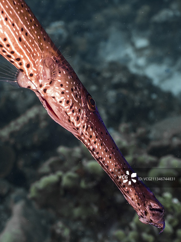 鱼在海里游泳的特写镜头图片素材