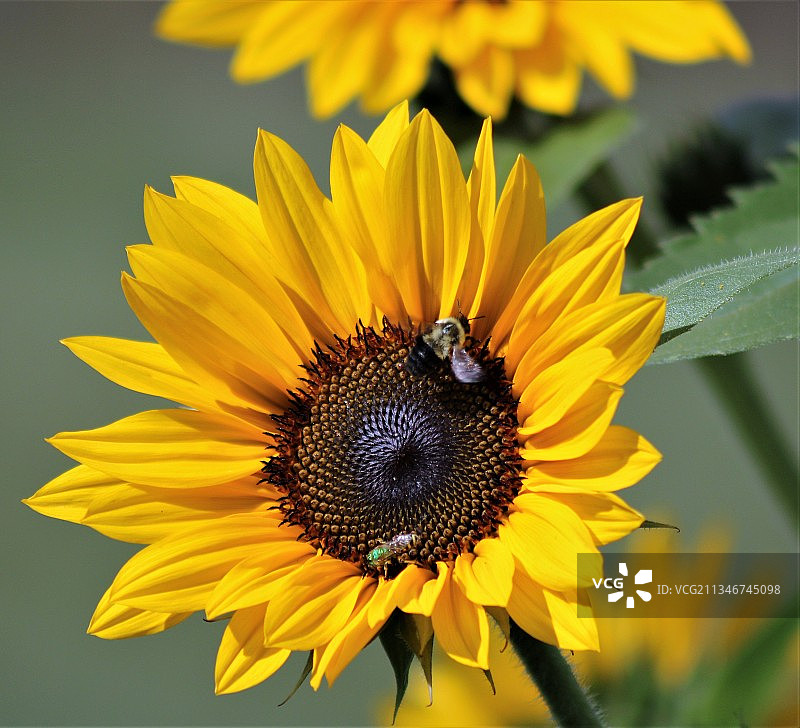 美国弗吉尼亚州布莱克斯堡的向日葵特写图片素材