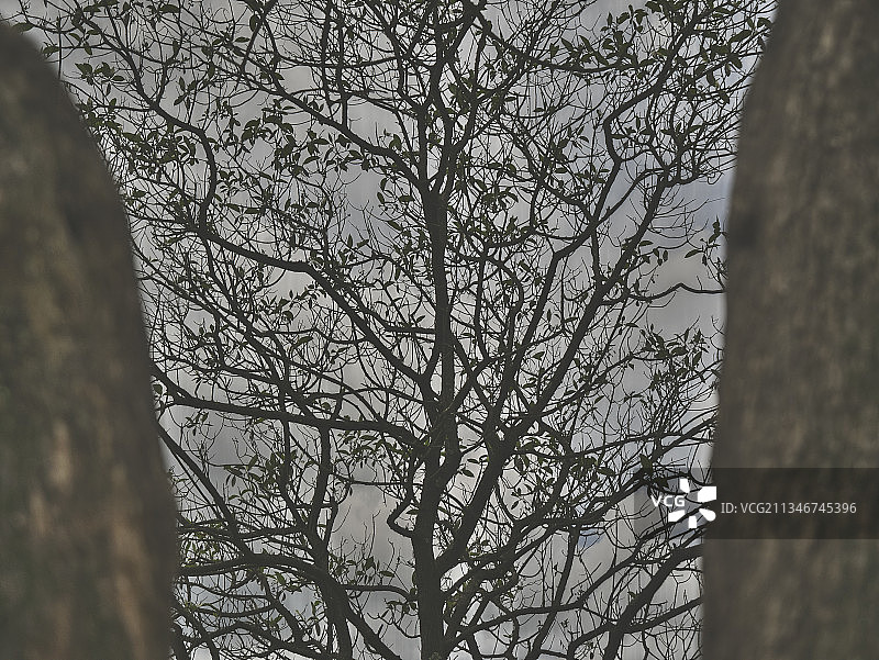 危地马拉克萨尔特南戈的树木仰视角度图片素材