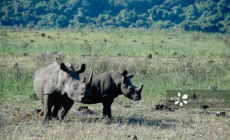 两头站在南非田野里的奶牛图片素材