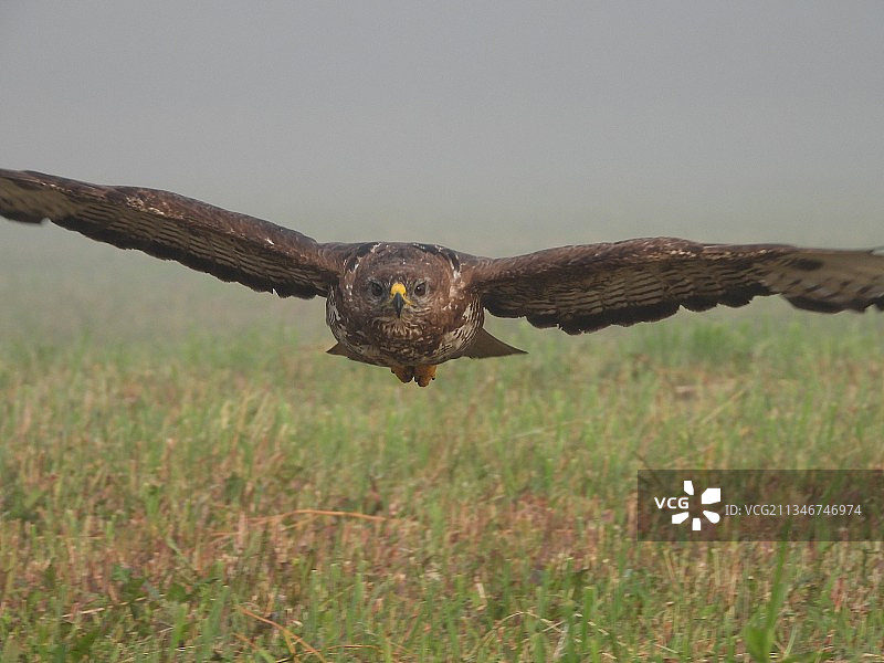 飞越田野的鹰的特写，克罗地亚图片素材