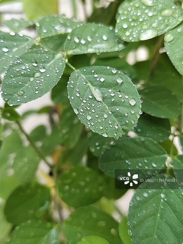 雨季潮湿植物叶片的特写镜头图片素材