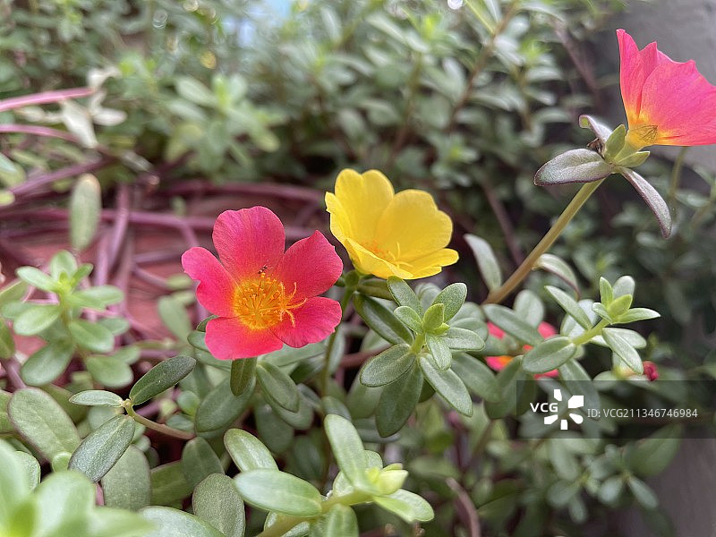 越南粉色花卉植物特写图片素材