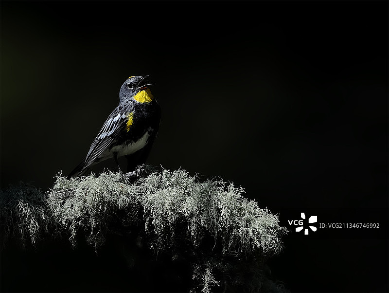 美国新墨西哥州：鸣禽栖息于植物特写图片素材