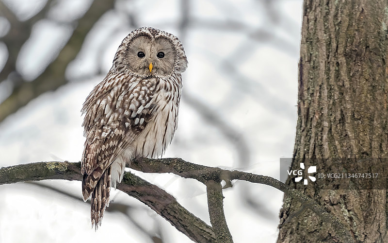 栖息在树枝上的幼年横斑林鸮，俄罗斯圣彼得堡图片素材
