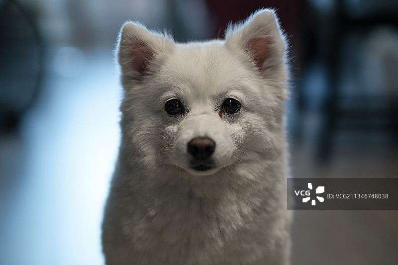特写镜头：纯种迷你博美犬图片素材