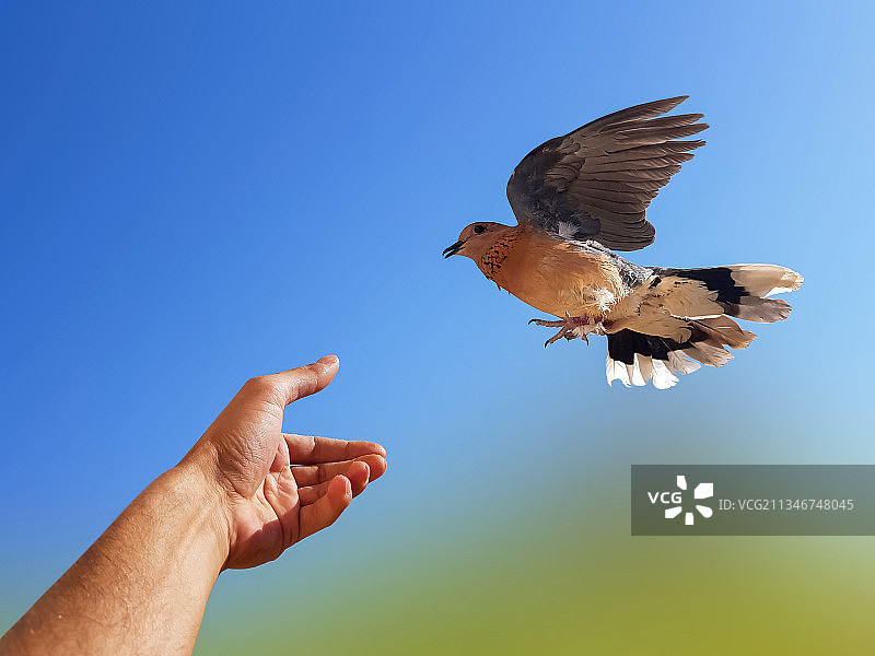 用手喂鸽子，背景是晴朗的蓝天图片素材