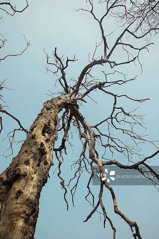 晴空下光秃秃的树木图片素材