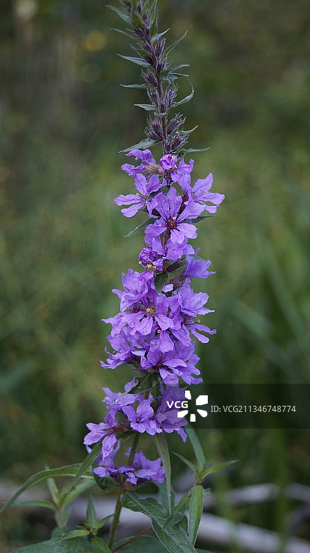 野外紫色开花植物的特写图片素材