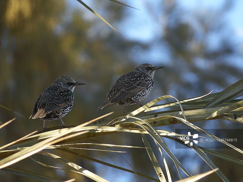 植物上栖息的鸟类特写图片素材