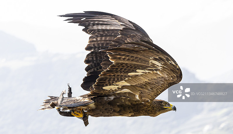 低角度拍摄意大利卡斯特洛上空飞翔的白头鹰图片素材