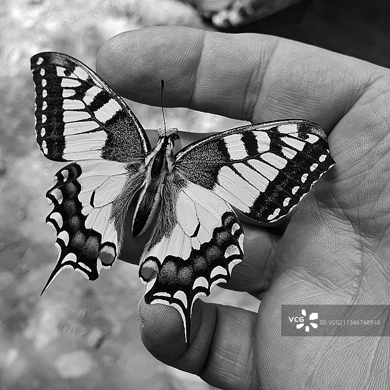 手上的蝴蝶特写图片素材