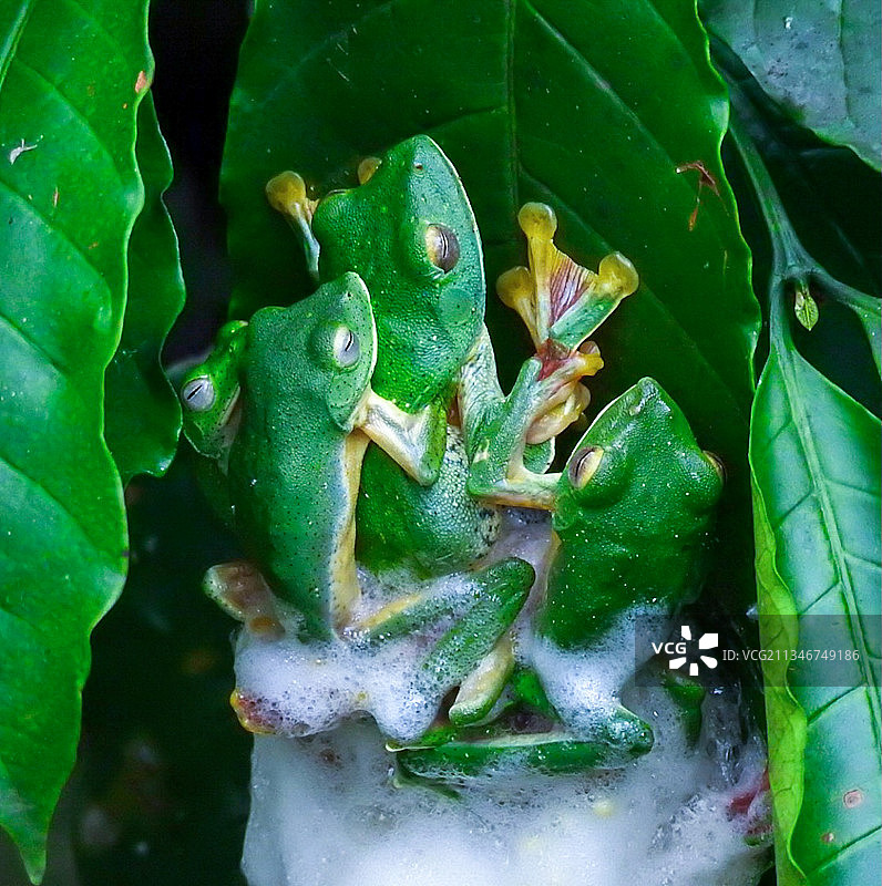 树叶上的树蛙特写图片素材