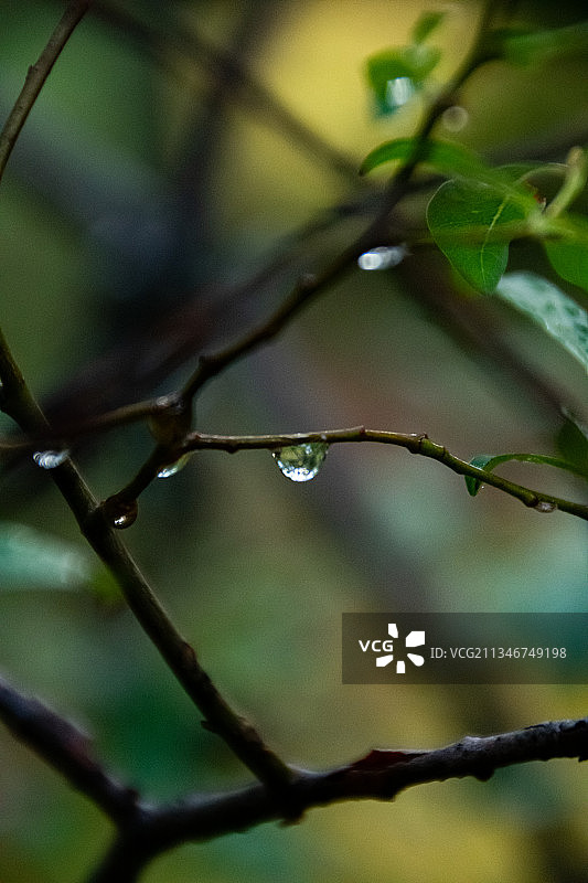 加拿大树枝上的水滴特写图片素材