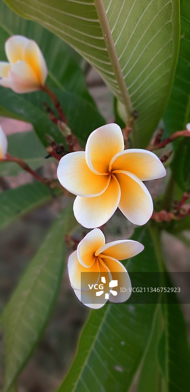 利比亚，植物上的鸡蛋花特写图片素材