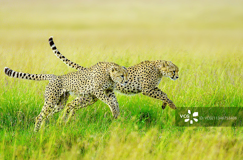 草地上奔跑的两只猎豹图片素材