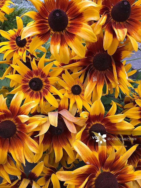 加拿大艾伯塔省卡尔加里黄色植物全画幅照片图片素材