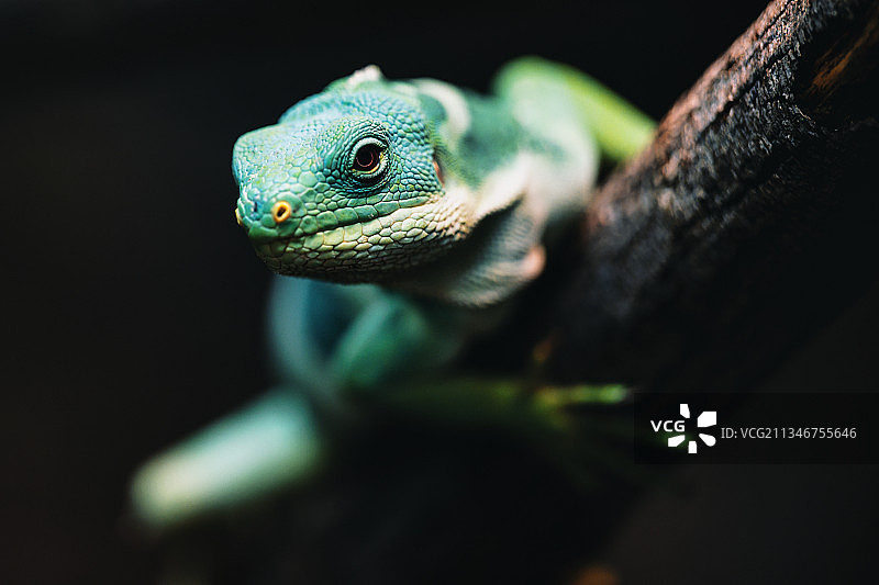 近距离观察树干上的鬣蜥，纽基，英国图片素材