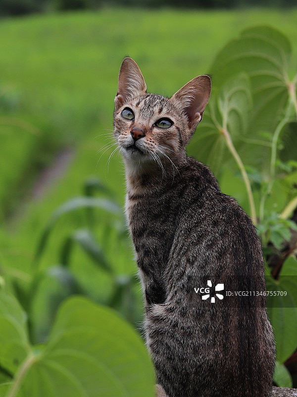 猫看向别处的特写图片素材