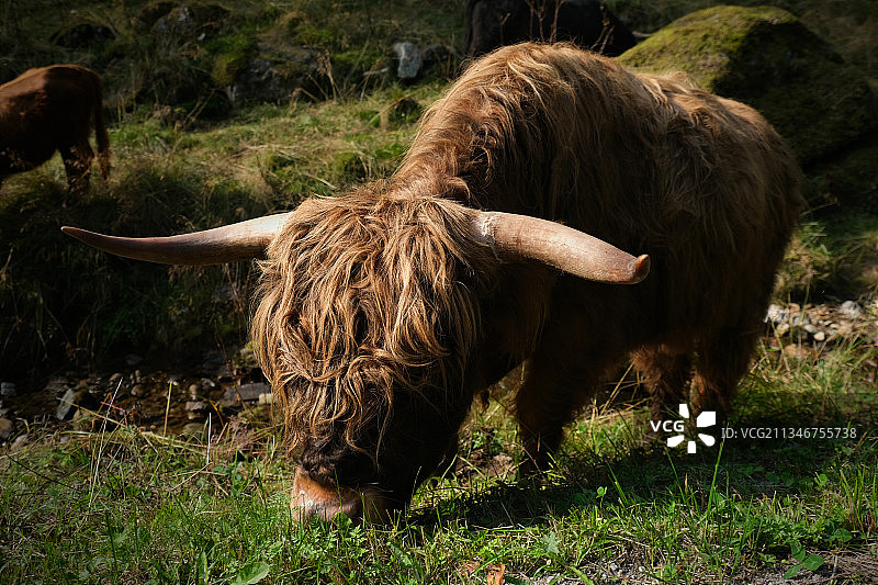 站在挪威田野上的高地牛肖像图片素材