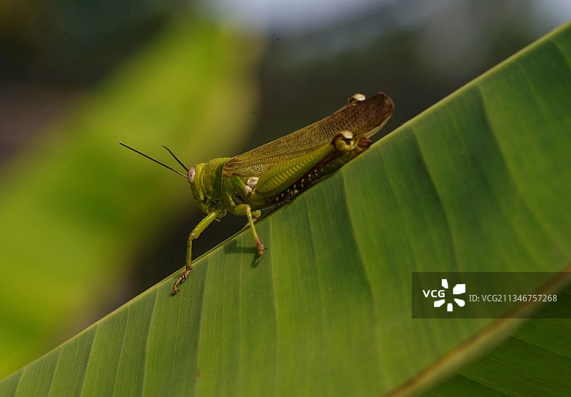 印度尼西亚树叶上的昆虫特写图片素材
