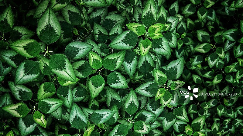 植物的全帧拍摄图片素材