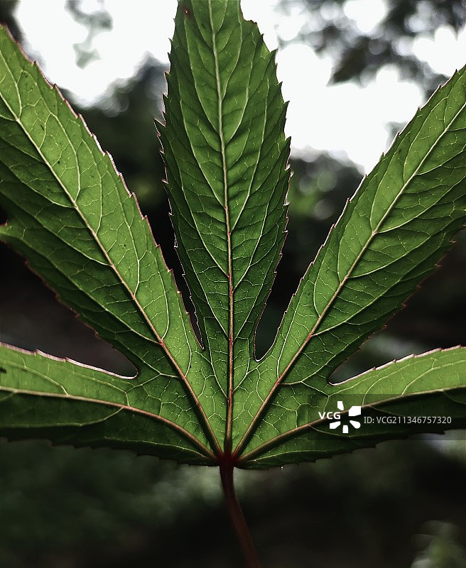 湿植物叶子的特写镜头图片素材