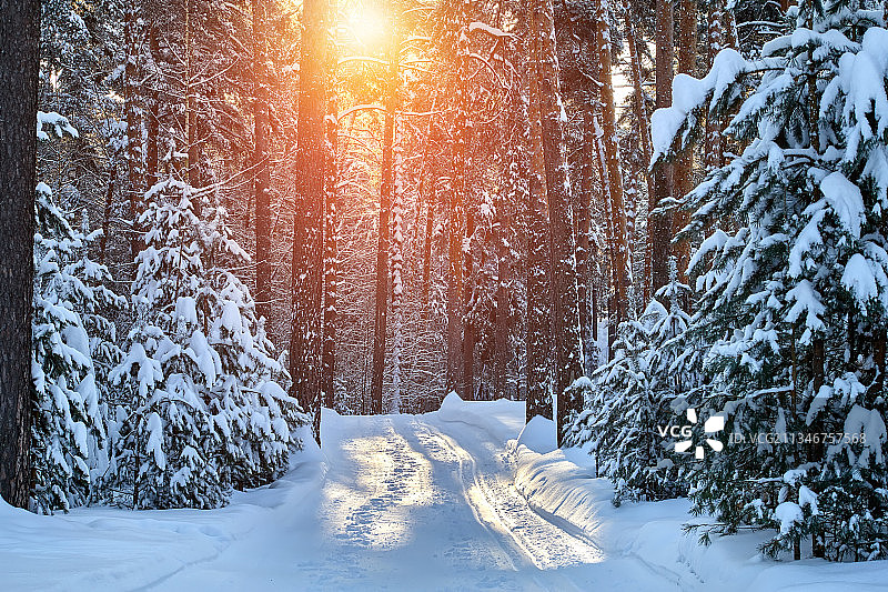 雪地上的树木图片素材