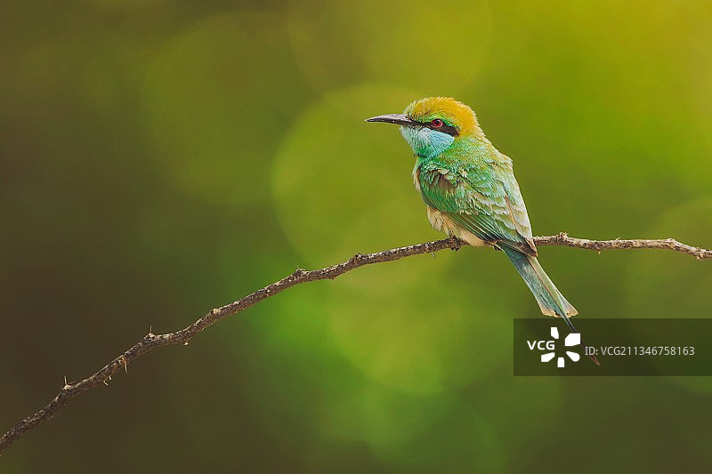 蜜蜂栖息在树枝上的特写，伊朗霍尔木兹甘省基什图片素材