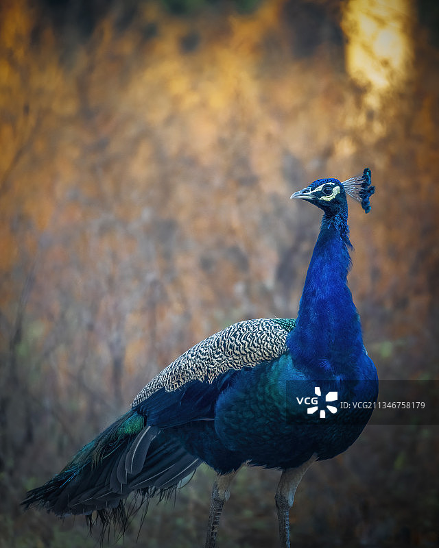 印度哈里亚纳邦古鲁格拉姆的孔雀特写图片素材