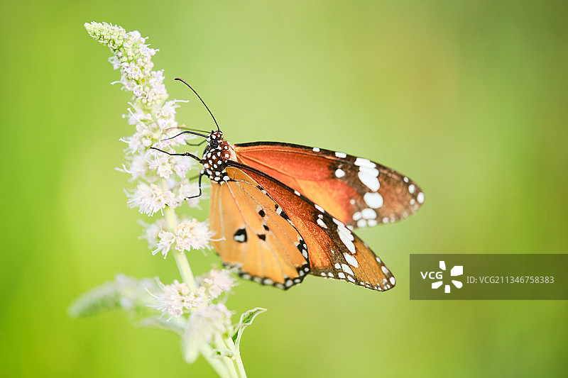 蝴蝶在花上授粉的特写镜头图片素材