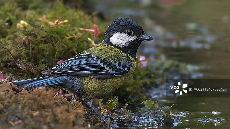 特写：栖息在岩石上的鸣叫雀图片素材