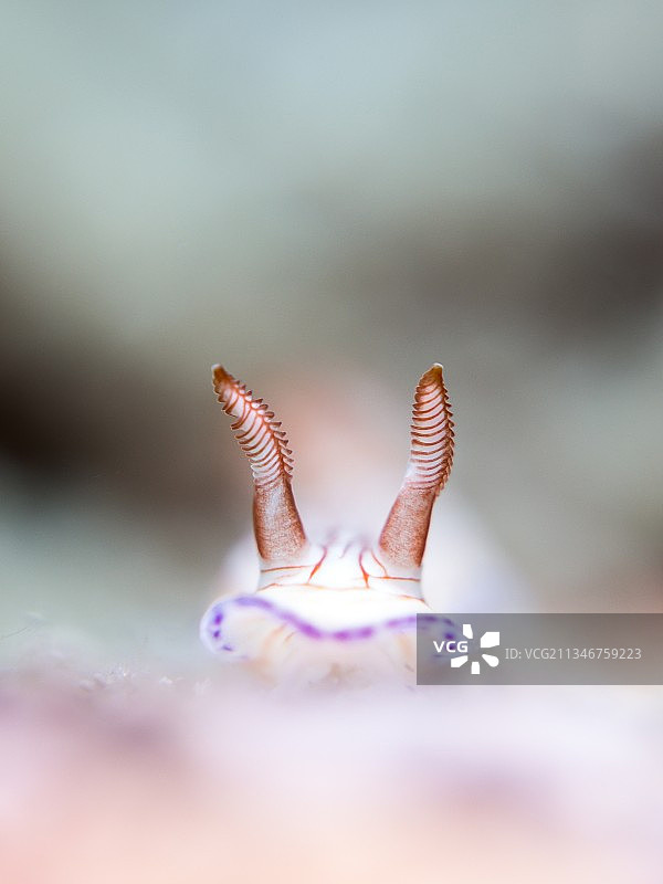 植物上的蜗牛特写，泰国图片素材