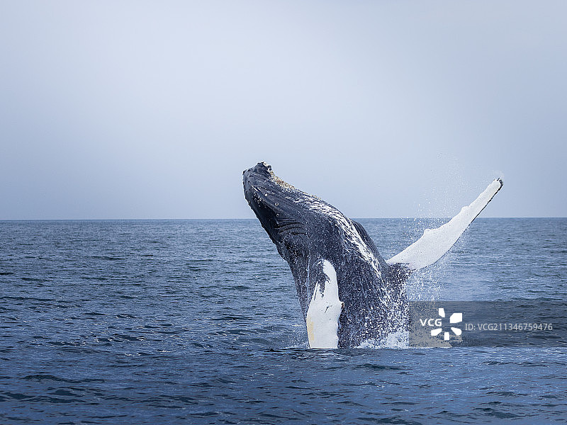 在晴朗天空下海中游泳的海豚的特写图片素材