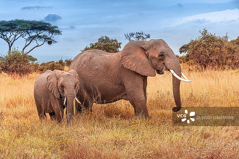 非洲象在肯尼亚安博塞利国家公园草地上行走侧面照图片素材