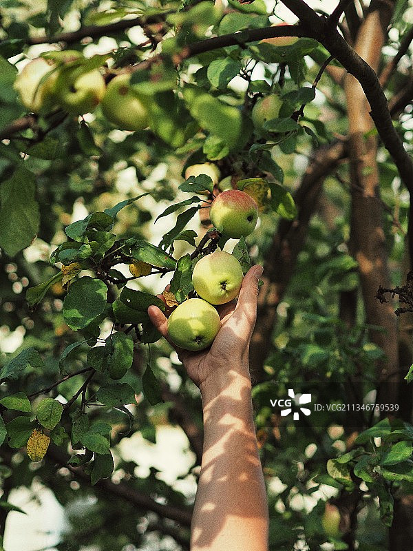 仰视角度拍摄的女子在科纳科沃从树上摘苹果，俄罗斯特维尔州图片素材