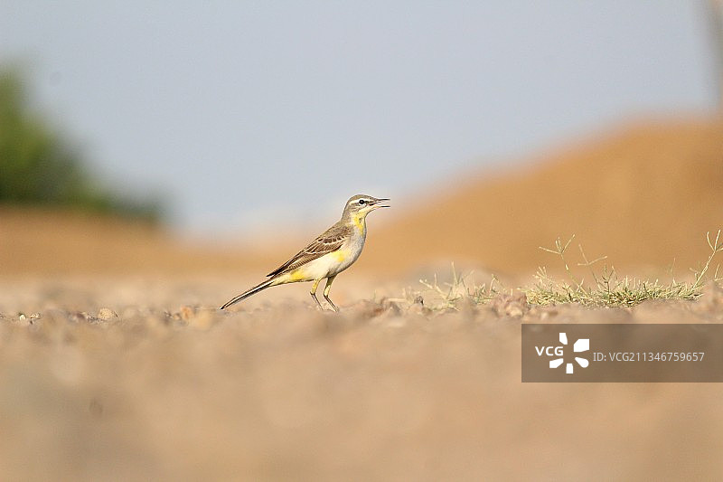 特写：戴胜鸟栖息在田野上，印度古吉拉特邦拉杰果德图片素材