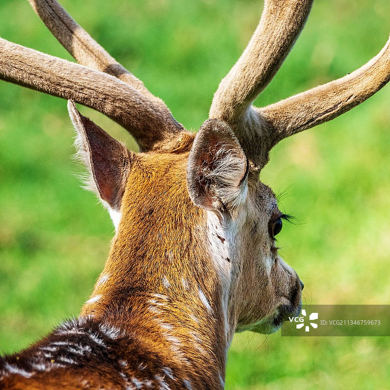 田野上鹿的特写图片素材