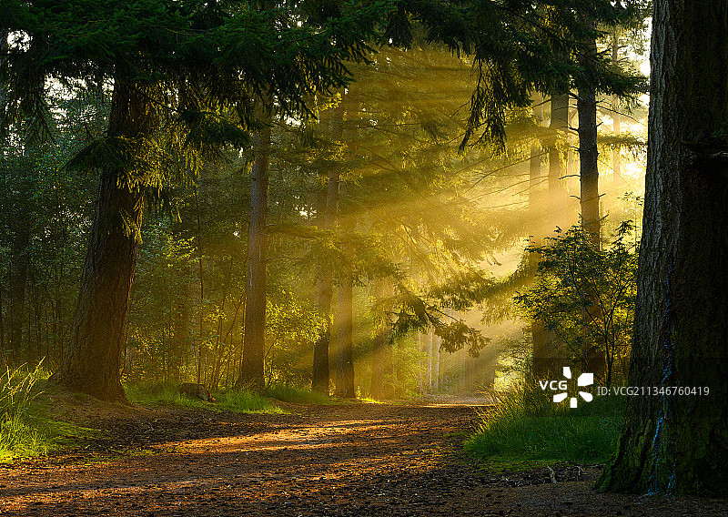 森林之光图片素材