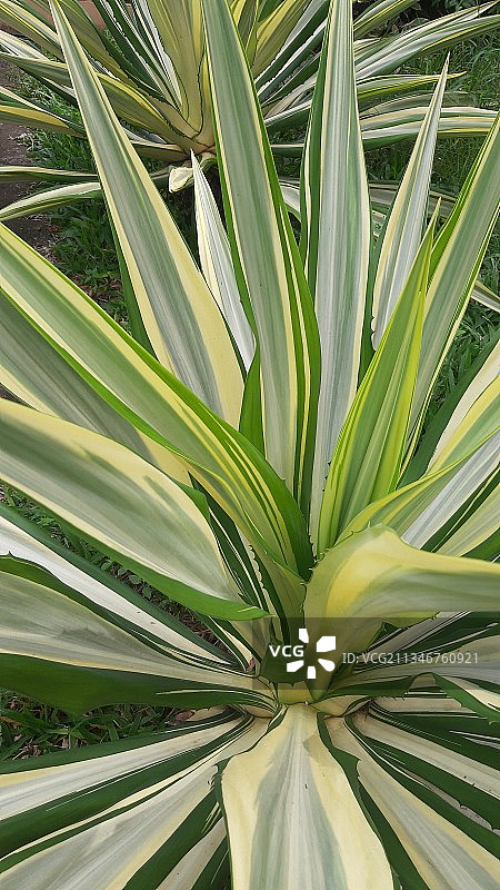 棕榈树全画幅拍摄图片素材