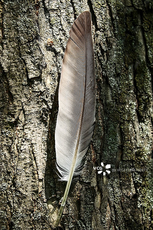 俄罗斯树干上的羽毛特写图片素材