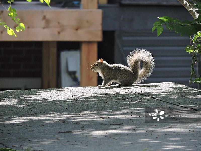 蒙特利尔人行道上的灰松鼠特写，加拿大图片素材